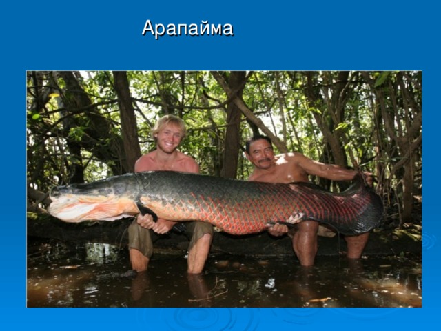 Арапайма 