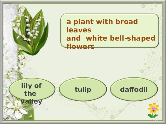 a plant with broad leaves and  white bell-shaped flowers lily of the valley tulip daffodil 