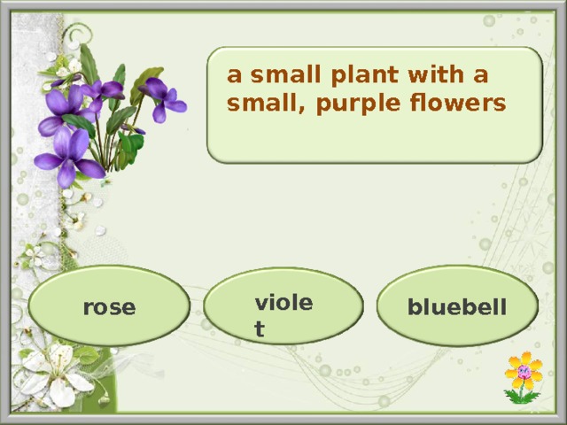 a small plant with a small, purple flowers bluebell rose violet  