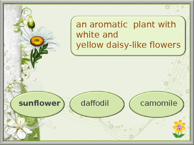 an aromatic  plant with white and yellow daisy-like   flowers daffodil camomile sunflower  