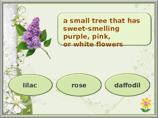 a small tree that has sweet-smelling purple, pink, or white flowers rose daffodil lilac 