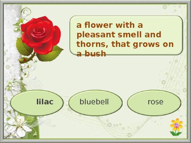 a flower with a pleasant smell and thorns, that grows on a bush bluebell  rose  lilac  