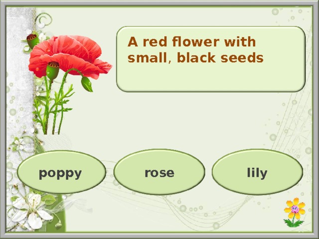 A red flower with small , black seeds rose lily poppy 29 