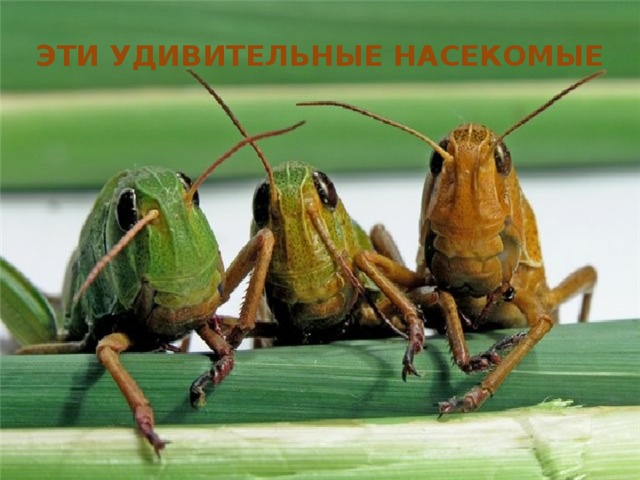  ЭТИ УДИВИТЕЛЬНЫЕ НАСЕКОМЫЕ 