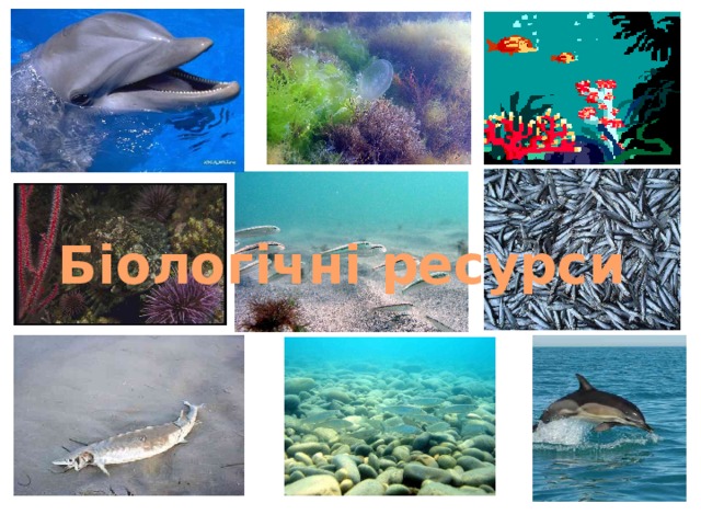 Біологічні ресурси 