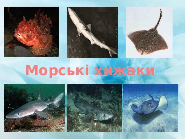 Морські хижаки  