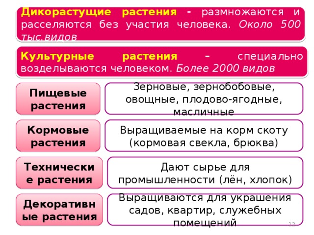 Дикорастущие растения -  размножаются и расселяются без участия человека. Около 500 тыс.видов Царство растений Культурные растения – специально возделываются человеком. Более 2000 видов Пищевые растения Зерновые, зернобобовые, овощные, плодово-ягодные, масличные Кормовые растения Выращиваемые на корм скоту (кормовая свекла, брюква) Технические растения Дают сырье для промышленности (лён, хлопок) Декоративные растения Выращиваются для украшения садов, квартир, служебных помещений  