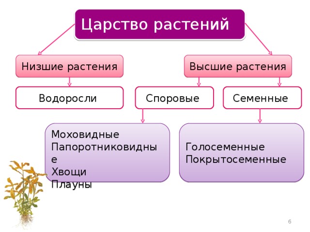 Царство растений Низшие растения Высшие растения Семенные Споровые Водоросли Моховидные Папоротниковидные Хвощи Плауны Голосеменные Покрытосеменные 6 