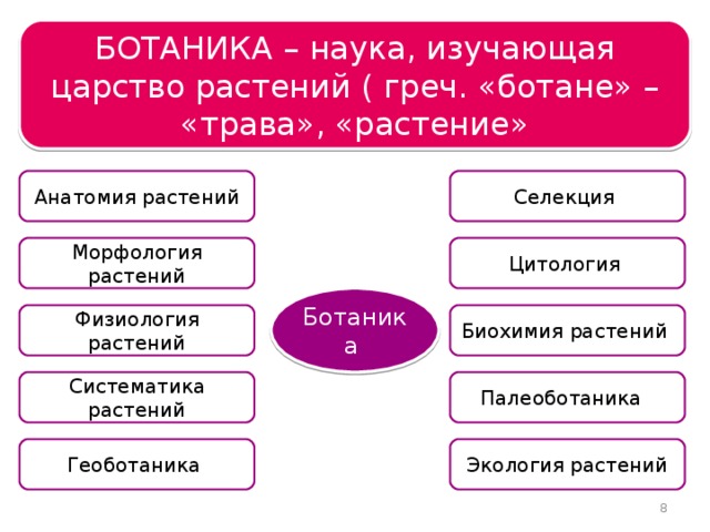 Царство растений БОТАНИКА – наука, изучающая царство растений ( греч. «ботане» – «трава», «растение» Анатомия растений Селекция Морфология растений Цитология Ботаника Физиология растений Биохимия растений Систематика растений Палеоботаника Экология растений Геоботаника  