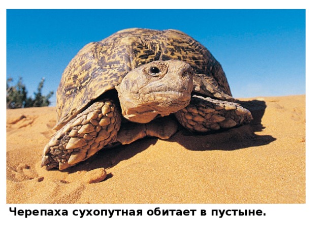 Черепаха сухопутная обитает в пустыне. 