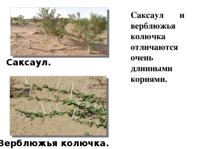 Саксаул и верблюжья колючка отличаются очень длинными корнями.  Саксаул. Верблюжья колючка. 