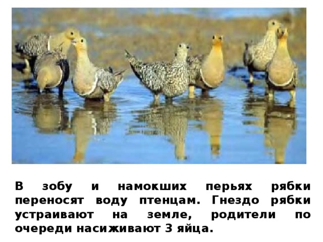 В зобу и намокших перьях рябки переносят воду птенцам. Гнездо рябки устраивают на земле, родители по очереди насиживают 3 яйца. 