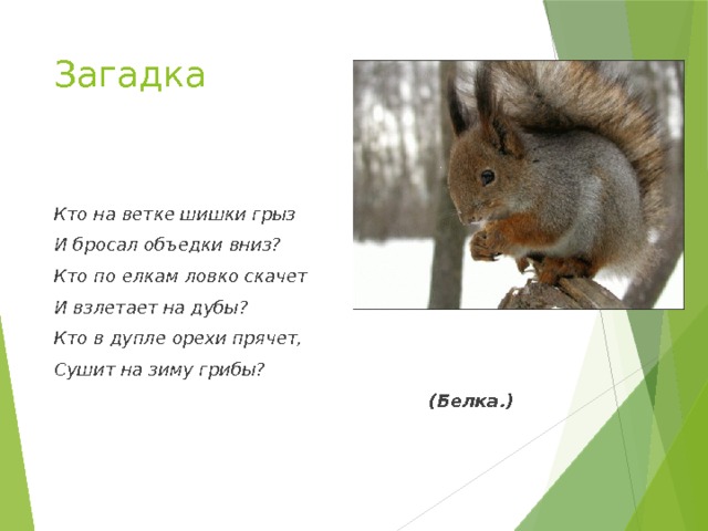 Загадка  Кто на ветке шишки грыз И бросал объедки вниз? Кто по елкам ловко скачет И взлетает на дубы? Кто в дупле орехи прячет, Сушит на зиму грибы?  (Белка.) 