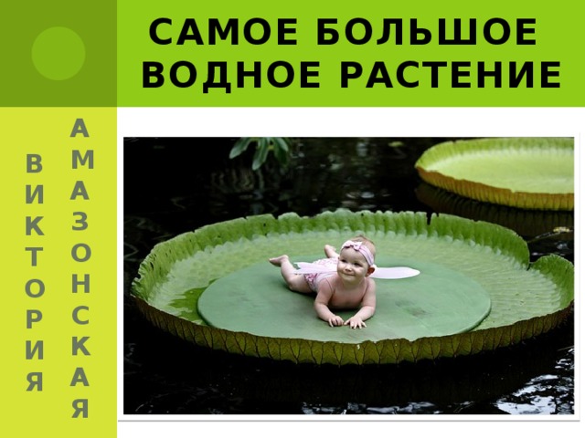 САМОЕ БОЛЬШОЕ  ВОДНОЕ РАСТЕНИЕ АМАЗОНСКАЯ ВИКТОРИЯ 