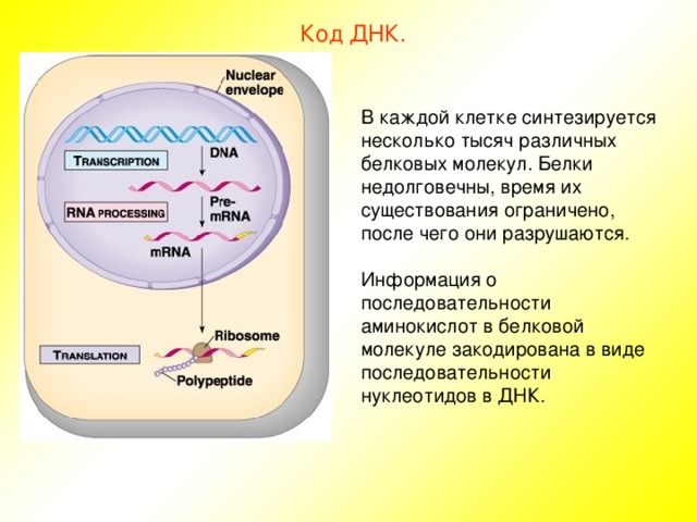 Код ДНК. В каждой клетке синтезируется несколько тысяч различных белковых молекул. Белки недолговечны, время их существования ограничено, после чего они разрушаются. Информация о последовательности аминокислот в белковой молекуле закодирована в виде последовательности нуклеотидов в ДНК. 