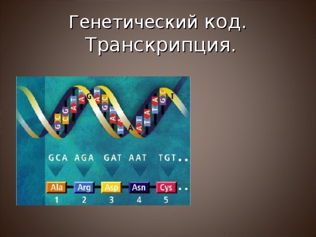 Генетический код.  Транскрипция. 