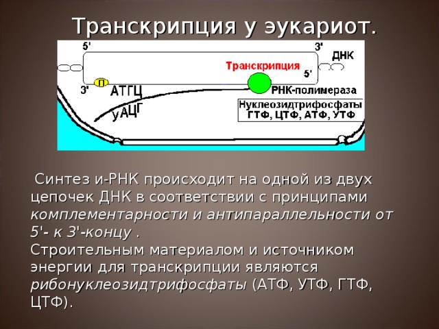 Транскрипция у эукариот.  Синтез и - РНК происходит на одной из двух цепочек ДНК в соответствии с принципами комплементарности и антипараллельности  от 5 '- к 3 '-концу  . Строительным материалом и источником энергии для транскрипции являются рибонуклеозидтрифосфаты (АТФ, УТФ, ГТФ, ЦТФ). 