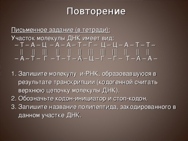 Повторение Письменное задание (в тетради): Участок молекулы ДНК имеет вид: – Т – А – Ц – А – А – Т – Г – Ц – Ц – А – Т – Т –  || || ||| || || || ||| ||| ||| || || || – А – Т – Г – Т – Т – А – Ц – Г – Г – Т – А – А – Запишите молекулу и-РНК, образовавшуюся в результате транскрипции (кодогенной считать верхнюю цепочку молекулы ДНК). Обозначьте кодон-инициатор и стоп-кодон. Запишите название полипептида, закодированного в данном участке ДНК.  