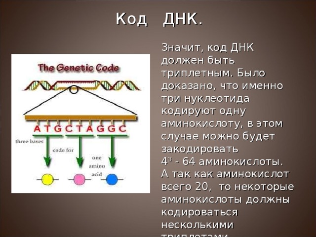 Код ДНК. Значит, код ДНК должен быть триплетным. Было доказано, что именно три нуклеотида кодируют одну аминокислоту, в этом случае можно будет закодировать 4 3 - 64 аминокислоты. А так как аминокислот всего 20, то некоторые аминокислоты должны кодироваться несколькими триплетами. 