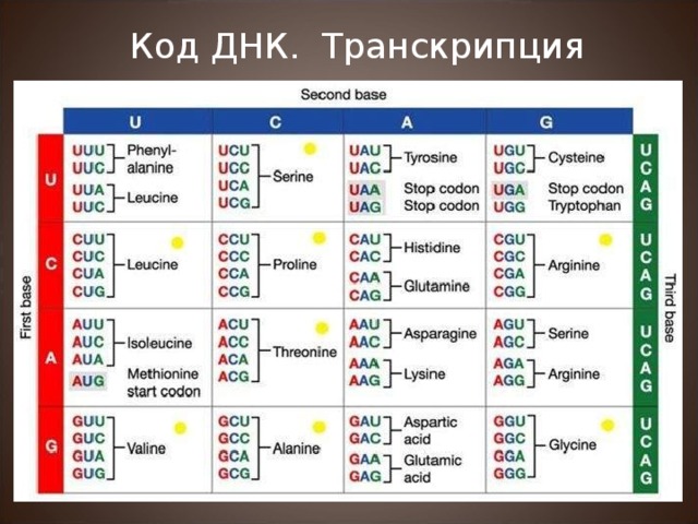 Код ДНК. Транскрипция 