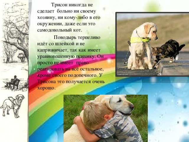  Трисон никогда не сделает больно ни своему хозяину, ни кому-либо в его окружении, даже если это самодовольный кот.  Поводырь терпеливо идёт со шлейкой и не капризничает, так как имеет уравновешенную психику. Он просто не имеет право реагировать на всё остальное, кроме своего подопечного. У Трисона это получается очень хорошо. 