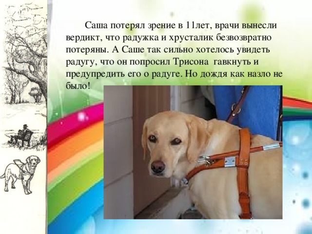  Саша потерял зрение в 11лет, врачи вынесли вердикт, что радужка и хрусталик безвозвратно потеряны. А Саше так сильно хотелось увидеть радугу, что он попросил Трисона гавкнуть и предупредить его о радуге. Но дождя как назло не было! 