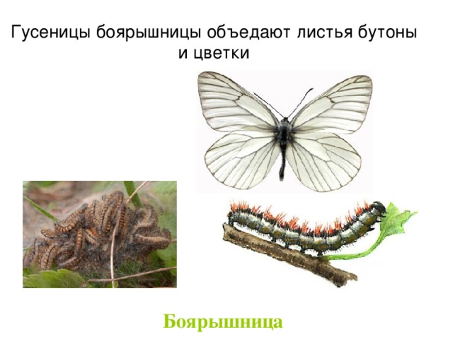 Гусеницы боярышницы объедают листья бутоны и цветки Боярышница   