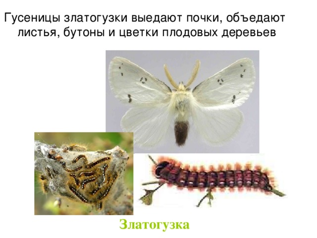 Гусеницы златогузки выедают почки, объедают листья, бутоны и цветки плодовых деревьев Златогузка   