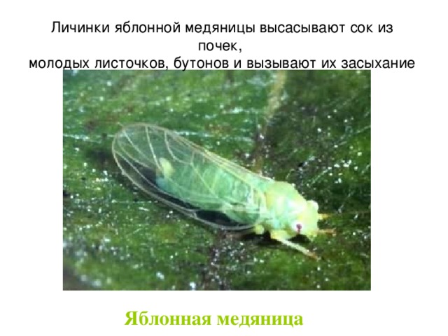 Личинки яблонной медяницы высасывают сок из почек, молодых листочков, бутонов и вызывают их засыхание Яблонная медяница   