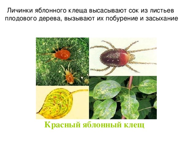 Личинки яблонного клеща высасывают сок из листьев плодового дерева, вызывают их побурение и засыхание Красный яблонный клещ   
