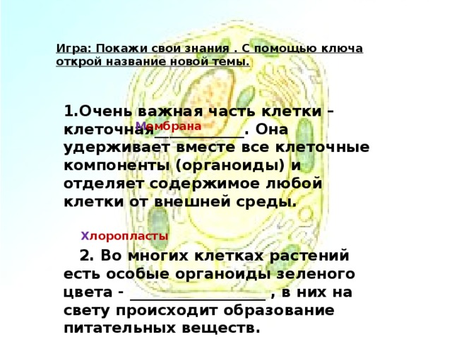 Игра: Покажи свои знания . С помощью ключа открой название новой темы. 1.Очень важная часть клетки – клеточная____________. Она удерживает вместе все клеточные компоненты (органоиды) и отделяет содержимое любой клетки от внешней среды. 2. Во многих клетках растений есть особые органоиды зеленого цвета - __________________ , в них на свету происходит образование питательных веществ. М ембрана Х лоропласты 