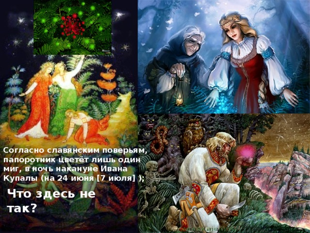 Согласно славянским поверьям, папоротник цветёт лишь один миг, в ночь накануне Ивана Купалы (на 24 июня [7 июля] ); Что здесь не так? 