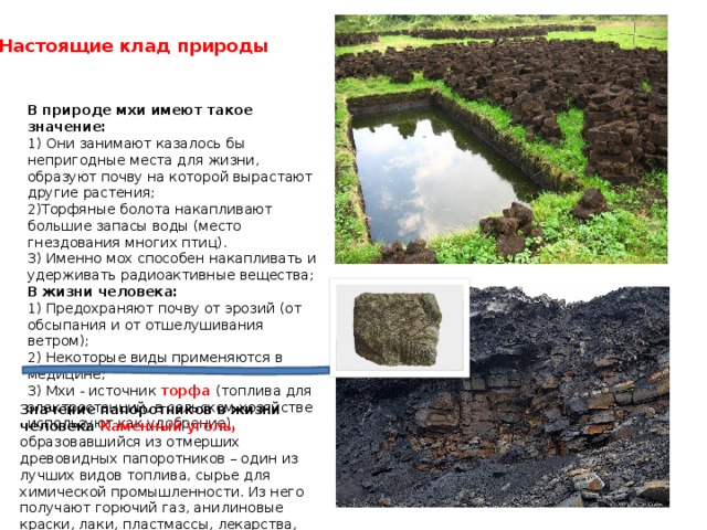 Настоящие клад природы В природе мхи имеют такое значение:  1) Они занимают казалось бы непригодные места для жизни, образуют почву на которой вырастают другие растения; 2)Торфяные болота накапливают большие запасы воды (место гнездования многих птиц).  3) Именно мох способен накапливать и удерживать радиоактивные вещества;  В жизни человека:  1) Предохраняют почву от эрозий (от обсыпания и от отшелушивания ветром);  2) Некоторые виды применяются в медицине;  3) Мхи - источник торфа (топлива для электростанций, в сельском хозяйстве используют как удобрение). Значение папоротников в жизни человека Каменный уголь, образовавшийся из отмерших древовидных папоротников – один из лучших видов топлива, сырье для химической промышленности. Из него получают горючий газ, анилиновые краски, лаки, пластмассы, лекарства, сахарин, духи. 