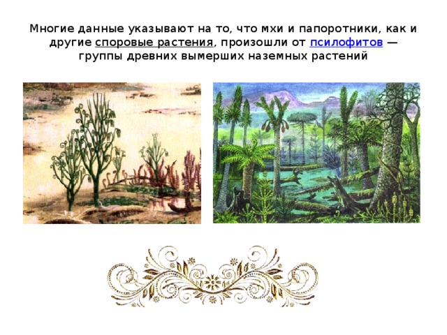 Многие данные указывают на то, что мхи и папоротники, как и другие споровые растения , произошли от псилофитов  — группы древних вымерших наземных растений 