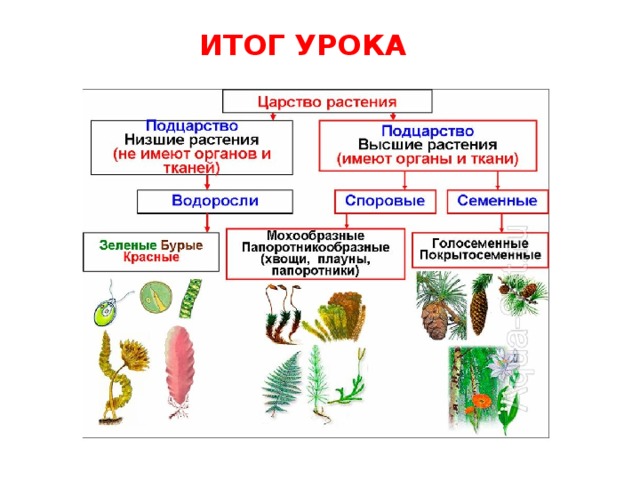 ИТОГ УРОКА 