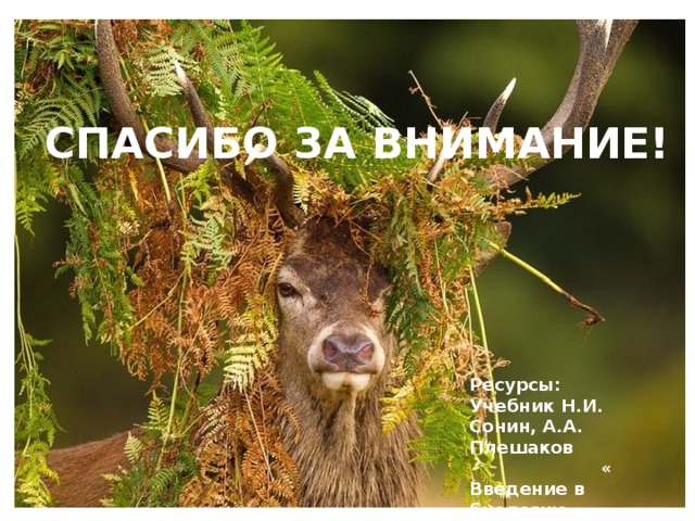 СПАСИБО ЗА ВНИМАНИЕ! Ресурсы: Учебник Н.И. Сонин, А.А. Плешаков « Введение в биологию» Интернет фото, картинки. 