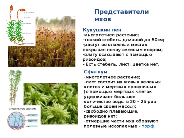 Представители мхов Кукушкин лен -многолетнее растение; -тонкий стебель длинной до 50см; -растут во влажных местах покрывая почву зеленым ковром; -влагу всасывают с помощью ризоидов; - Есть стебель, лист, цветка нет. Сфагнум -многолетнее растение; -лист состоит из живых зеленых клеток и мертвых прозрачных (с помощью мертвых клеток удерживает большое количество воды в 20 – 25 раз больше своей массы); -свободно плавающие, ризоидов нет; -отмершие части мха образуют полезные ископаемые – торф. 