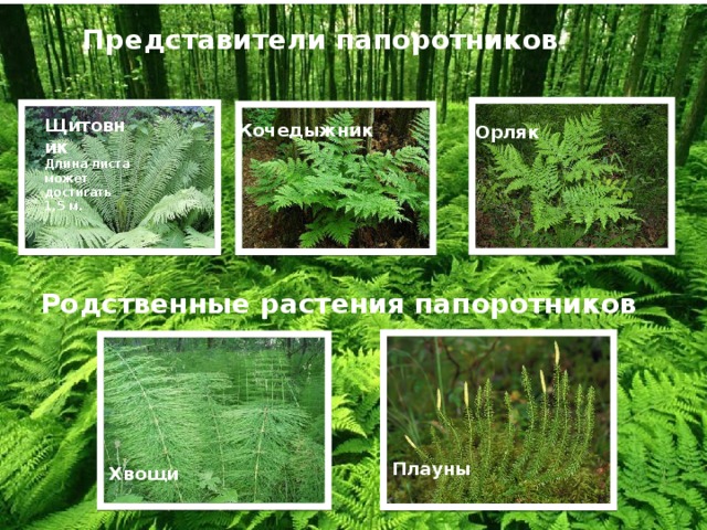 Представители папоротников Щитовник Длина листа может достигать 1,5 м. Кочедыжник Орляк Родственные растения папоротников Плауны Хвощи 