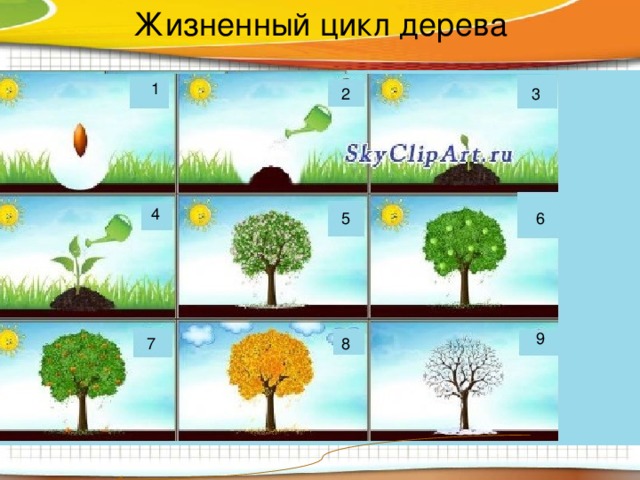 Жизненный цикл дерева 1 2 3 4 5 6 9 7 8 