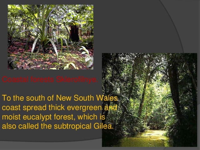 Coastal forests Sklerofilnye. To the south of New South Wales coast spread thick evergreen and moist eucalypt forest, which is also called the subtropical Gilea. 