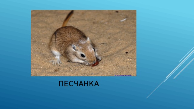 песчанка 