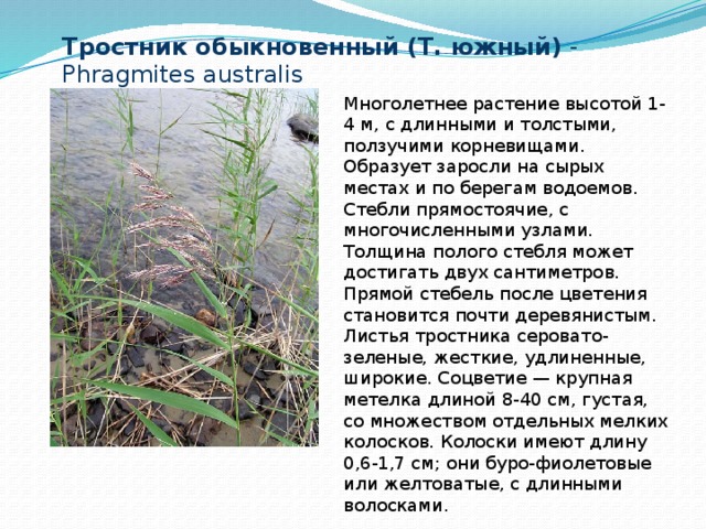 Тростник обыкновенный (Т. южный) - Phragmites australis Многолетнее растение высотой 1-4 м, с длинными и толстыми, ползучими корневищами. Образует заросли на сырых местах и по берегам водоемов. Стебли прямостоячие, с многочисленными узлами. Толщина полого стебля может достигать двух сантиметров. Прямой стебель после цветения становится почти деревянистым. Листья тростника серовато-зеленые, жесткие, удлиненные, широкие. Соцветие — крупная метелка длиной 8-40 см, густая, со множеством отдельных мелких колосков. Колоски имеют длину 0,6-1,7 см; они буро-фиолетовые или желтоватые, с длинными волосками. 