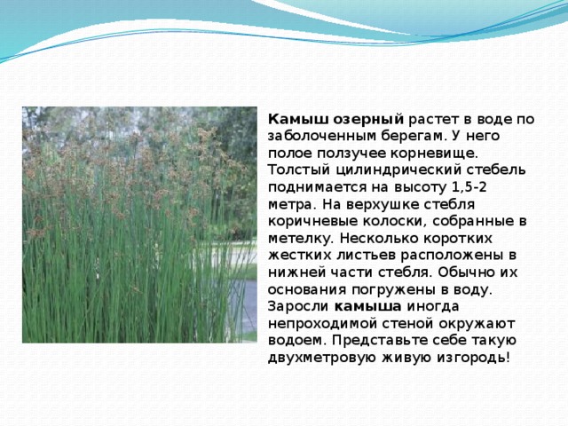 Камыш озерный растет в воде по заболоченным берегам. У него полое ползучее корневище. Толстый цилиндрический стебель поднимается на высоту 1,5-2 метра. На верхушке стебля коричневые колоски, собранные в метелку. Несколько коротких жестких листьев расположены в нижней части стебля. Обычно их основания погружены в воду. Заросли камыша иногда непроходимой стеной окружают водоем. Представьте себе такую двухметровую живую изгородь! 