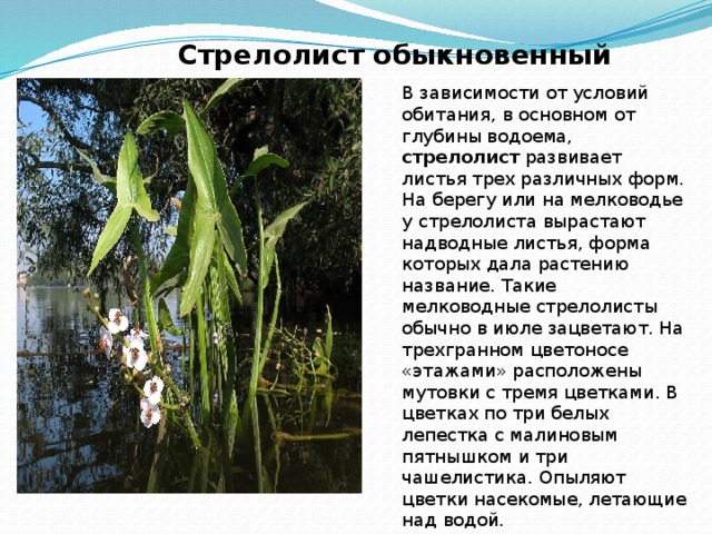 Стрелолист обыкновенный В зависимости от условий обитания, в основном от глубины водоема, стрелолист развивает листья трех различных форм. На берегу или на мелководье у стрелолиста вырастают надводные листья, форма которых дала растению название. Такие мелководные стрелолисты обычно в июле зацветают. На трехгранном цветоносе «этажами» расположены мутовки с тремя цветками. В цветках по три белых лепестка с малиновым пятнышком и три чашелистика. Опыляют цветки насекомые, летающие над водой. 