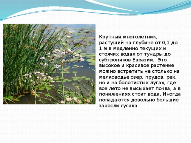 Крупный многолетник, растущий на глубине от 0,1 до 1 м в медленно текущих и стоячих водах от тундры до субтропиков Евразии.  Это высокое и красивое растение можно встретить не столько на мелководье озер, прудов, рек, но и на болотистых лугах, где все лето не высыхает почва, а в понижениях стоит вода. Иногда попадаются довольно большие заросли сусака.  