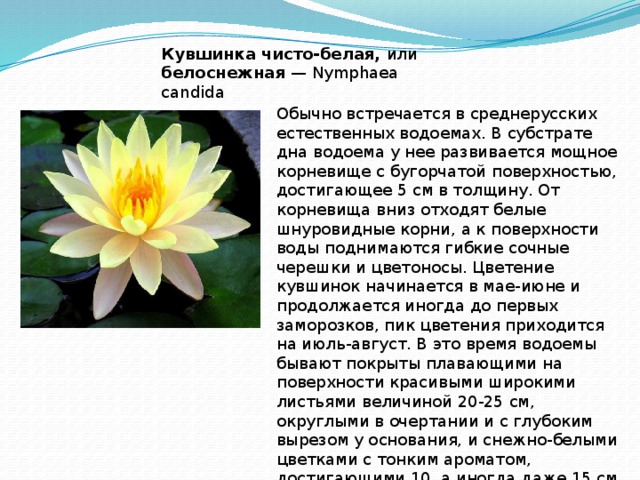 Кувшинка чисто-белая, или белоснежная — Nymphaea сandida  Обычно встречается в среднерусских естественных водоемах. В субстрате дна водоема у нее развивается мощное корневище с бугорчатой поверхностью, достигающее 5 см в толщину. От корневища вниз отходят белые шнуровидные корни, а к поверхности воды поднимаются гибкие сочные черешки и цветоносы. Цветение кувшинок начинается в мае-июне и продолжается иногда до первых заморозков, пик цветения приходится на июль-август. В это время водоемы бывают покрыты плавающими на поверхности красивыми широкими листьями величиной 20-25 см, округлыми в очертании и с глубоким вырезом у основания, и снежно-белыми цветками с тонким ароматом, достигающими 10, а иногда даже 15 см в диаметре.  
