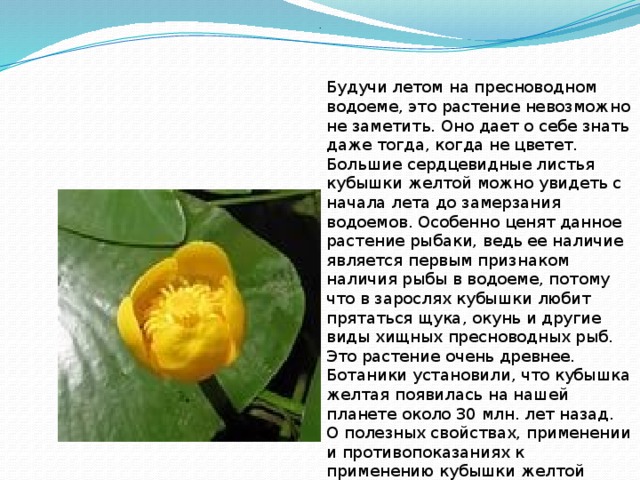 . Будучи летом на пресноводном водоеме, это растение невозможно не заметить. Оно дает о себе знать даже тогда, когда не цветет. Большие сердцевидные листья кубышки желтой можно увидеть с начала лета до замерзания водоемов. Особенно ценят данное растение рыбаки, ведь ее наличие является первым признаком наличия рыбы в водоеме, потому что в зарослях кубышки любит прятаться щука, окунь и другие виды хищных пресноводных рыб. Это растение очень древнее. Ботаники установили, что кубышка желтая появилась на нашей планете около 30 млн. лет назад. О полезных свойствах, применении и противопоказаниях к применению кубышки желтой читайте в этой статье дальше. 