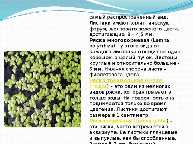 самый распространенный вид. Листики имеют эллиптическую форум, желтовато-зеленого цвета, достигающие  3 – 4,5 мм. Ряска многокорневая  (Lemna polyrrhiza) - у этого вида от каждого листочка отходит не один корешок, а целый пучок. Листецы круглые и относительно большие - 6 мм. Нижняя сторона листа – фиолетового цвета. Ряска трехдольная  ( Lemna  trisulca )  – это один из немногих видов ряски, которая плавает в толще воды. На поверхность она поднимается только во время цветения. Листики достигают размера в 1 сантиметр. Ряска горбатая  ( Lemna  gibba )  – эта ряска, часто встречается в аквариуме. Ее листики глянцевые и выпуклые, как бы сгорбленные. Размер 5-7 мм. Это самый быстрорастущий вид ряски.   