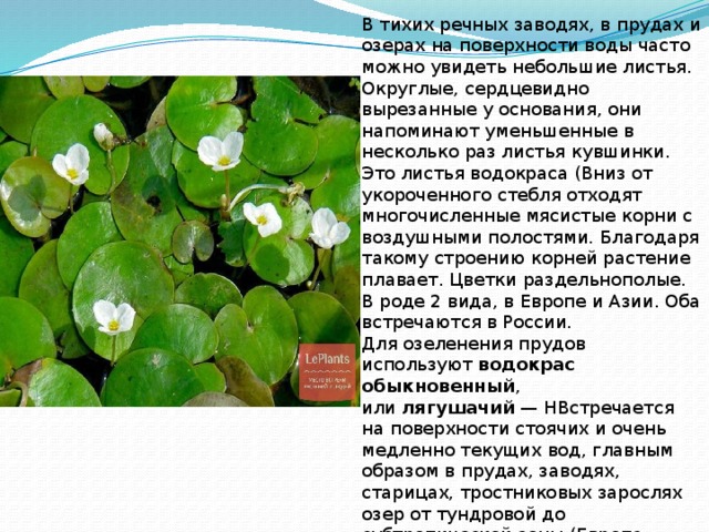 В тихих речных заводях, в прудах и озерах на поверхности воды часто можно увидеть небольшие листья. Округлые, сердцевидно вырезанные у основания, они напоминают уменьшенные в несколько раз листья кувшинки. Это листья водокраса (Вниз от укороченного стебля отходят многочисленные мясистые корни с воздушными полостями. Благодаря такому строению корней растение плавает. Цветки раздельнополые. В роде 2 вида, в Европе и Азии. Оба встречаются в России. Для озеленения прудов используют  водокрас обыкновенный , или  лягушачий  — НВстречается на поверхности стоячих и очень медленно текущих вод, главным образом в прудах, заводях, старицах, тростниковых зарослях озер от тундровой до субтропической зоны (Европа, Кавказ, Западная Сибирь, запад Восточной Сибири, Восточный Казахстан, Западный Китай). Представитель флоры средней .  