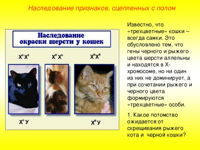 Наследование признаков, сцепленных с полом Известно, что «трехцветные» кошки – всегда самки. Это обусловлено тем, что гены черного и рыжего цвета шерсти аллельны и находятся в Х-хромосоме, но ни один из них не доминирует, а при сочетании рыжего и черного цвета формируются «трехцветные» особи. 1. Какое потомство ожидается от скрещивания рыжего кота и черной кошки?  